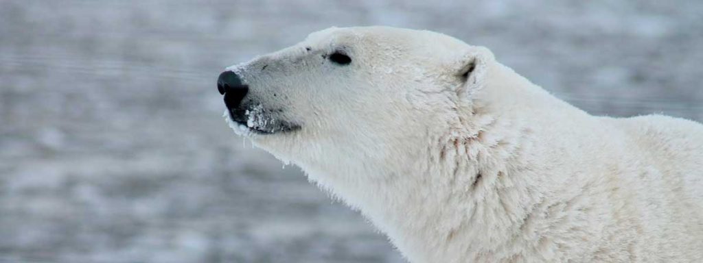 Oso polar en peligro de extinción por el Deshielo de los Polos